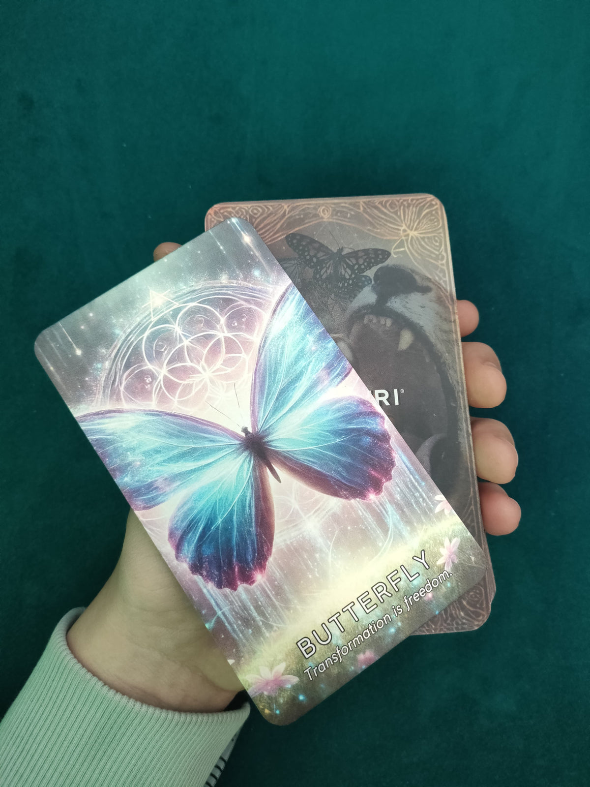 A hand holding a Spirit Animal Oracle card featuring a glowing blue butterfly against a mystical background with sacred geometry. The card reads "BUTTERFLY – Transformation is freedom." Behind it, the deck's box is partially visible, featuring a wolf and butterfly illustration.